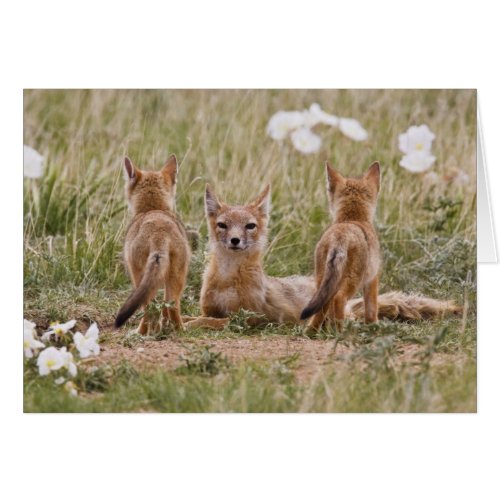 Swift Fox Vulpes velox female with young at
