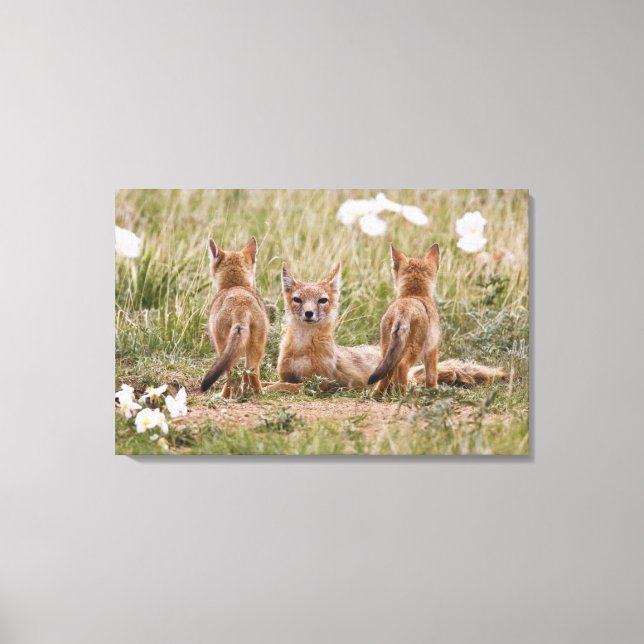 Swift Fox (Vulpes velox) female with young at Canvas Print (Front)