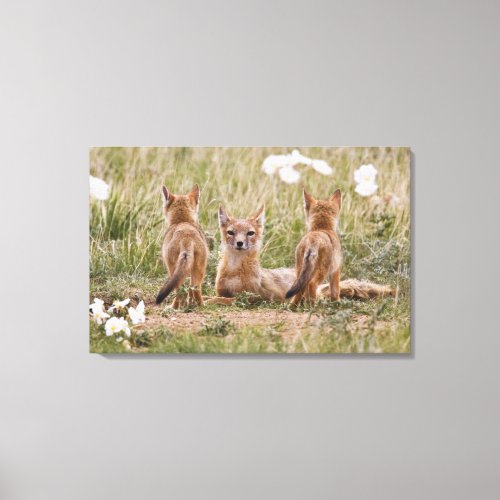 Swift Fox Vulpes velox female with young at Canvas Print