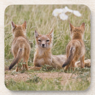 Swift Fox (Vulpes velox) female with young at Drink Coaster