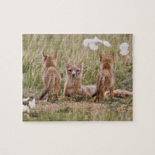 Swift Fox (Vulpes velox) female with young at Jigsaw Puzzle (Horizontal)