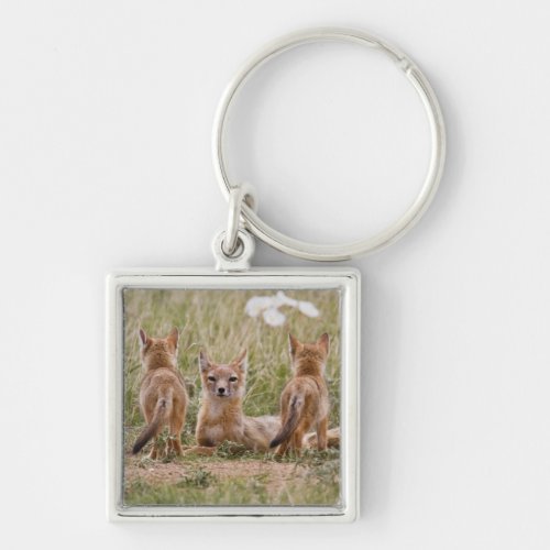 Swift Fox Vulpes velox female with young at Keychain
