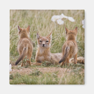 Swift Fox (Vulpes velox) female with young at Magnet