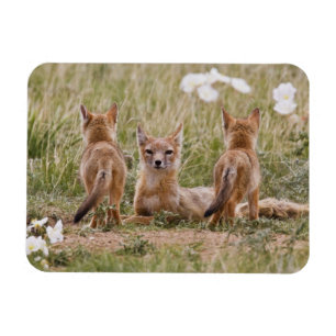 Swift Fox (Vulpes velox) female with young at Magnet