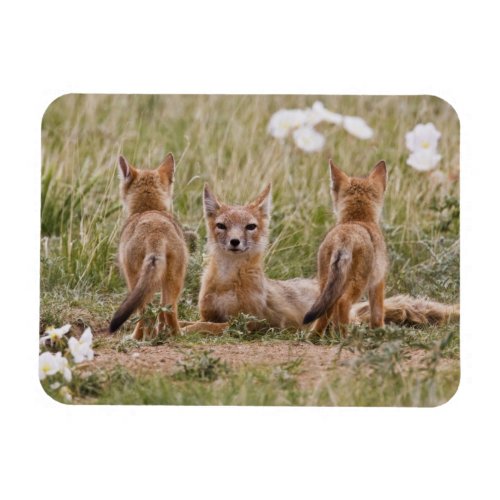 Swift Fox Vulpes velox female with young at Magnet