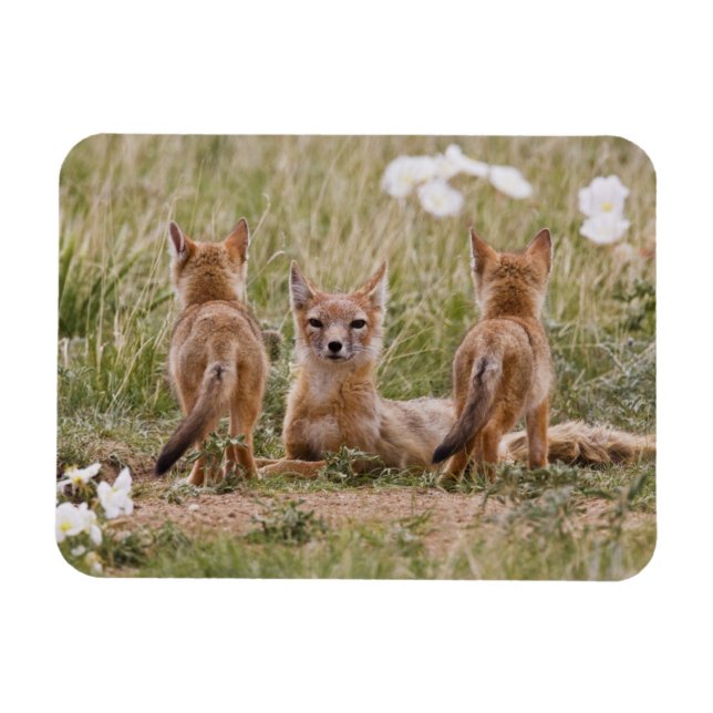 Swift Fox (Vulpes velox) female with young at Magnet (Horizontal)