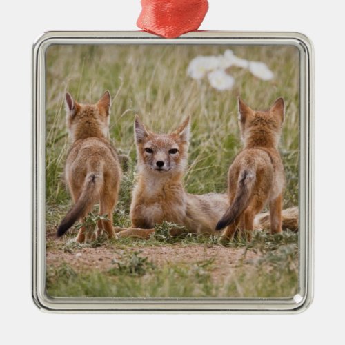 Swift Fox Vulpes velox female with young at Metal Ornament