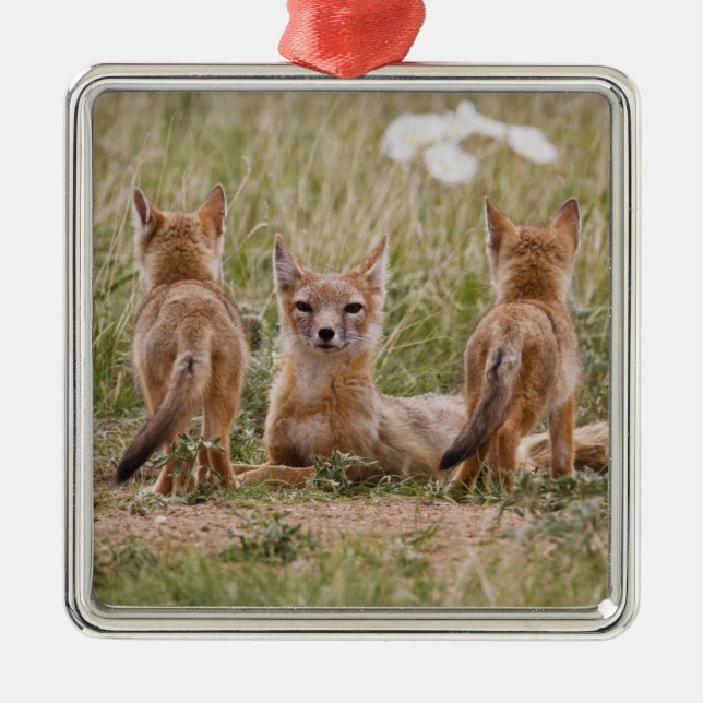 Swift Fox (Vulpes velox) female with young at Metal Ornament (Front)
