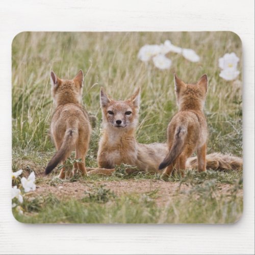 Swift Fox Vulpes velox female with young at Mouse Pad