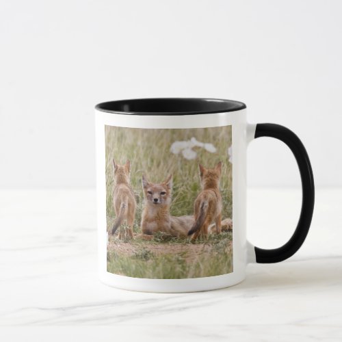 Swift Fox Vulpes velox female with young at Mug
