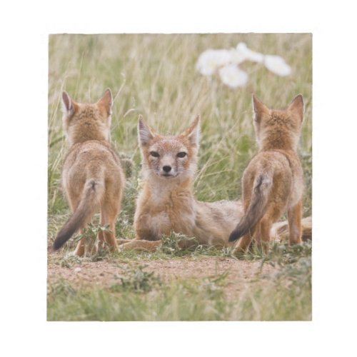 Swift Fox Vulpes velox female with young at Notepad