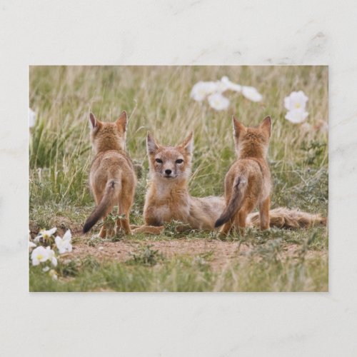 Swift Fox Vulpes velox female with young at Postcard