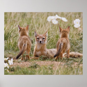 Swift Fox (Vulpes velox) female with young at Poster