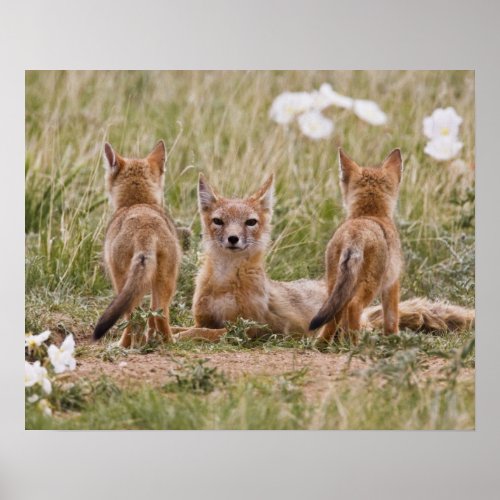 Swift Fox Vulpes velox female with young at Poster