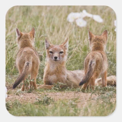 Swift Fox Vulpes velox female with young at Square Sticker