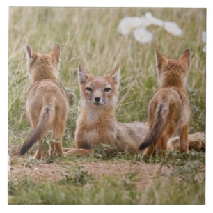 Swift Fox (Vulpes velox) female with young at Tile