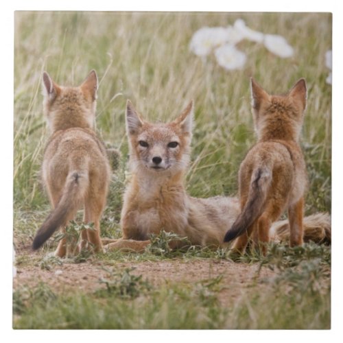 Swift Fox Vulpes velox female with young at Tile