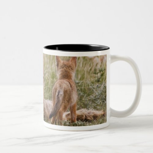 Swift Fox Vulpes velox female with young at Two_Tone Coffee Mug