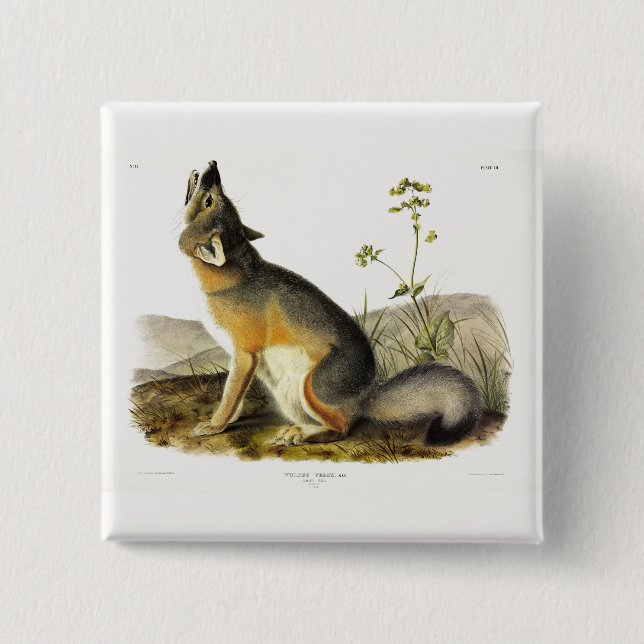 Swift Fox (Vulpes Velox) from Audubon's Quadrupeds Button (Front)