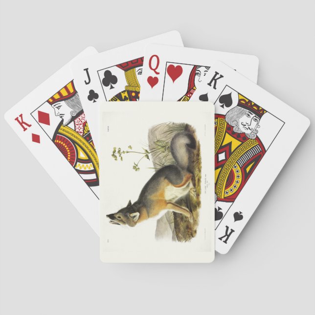 Swift Fox (Vulpes Velox) from Audubon's Quadrupeds Poker Cards (Back)