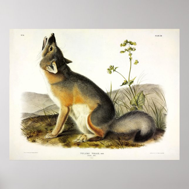 Swift Fox (Vulpes Velox) from Audubon's Quadrupeds Poster (Front)