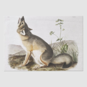 Swift Fox (Vulpes velox) from the viviparous quadr Tissue Paper