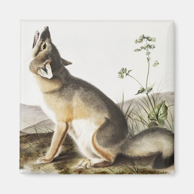 Swift Fox (Vulpes velox) Illustration Magnet (Front)
