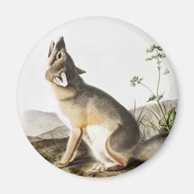 Swift Fox (Vulpes velox) Illustration Magnet (Front)