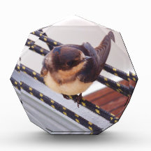 Swift Migrating By Yacht