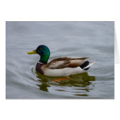 Swim Mallard Swim (Front Horizontal)