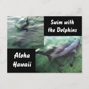 Swim with Dolphins Hawaii Postcard
