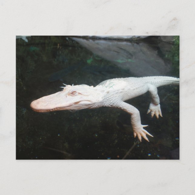 Swimming albino alligator color photograph postcard (Front)