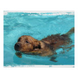 Swimming Dog Perfect Poster at Zazzle