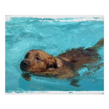 Swimming Dog Perfect Poster by JustLoveRescues at Zazzle