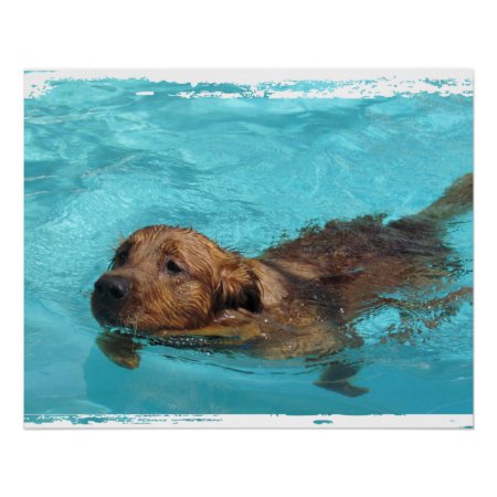 Swimming Dog Perfect Poster