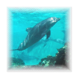 Swimming Dolphin Invitation
