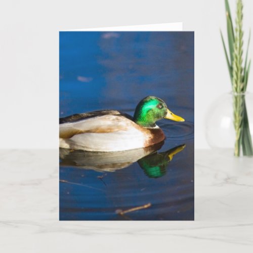 Swimming Duck Card
