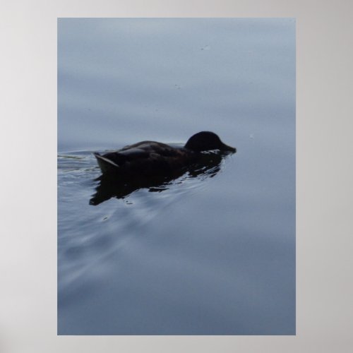 Swimming Duck in Lake Poster