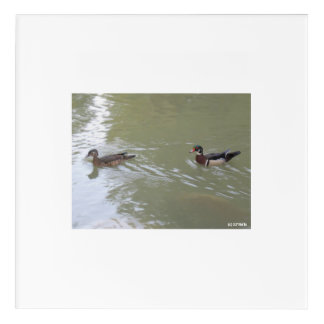 Swimming Ducks Acrylic Print