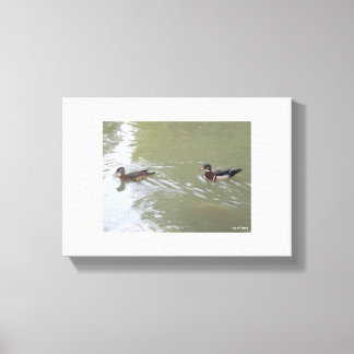 Swimming Ducks Canvas Print