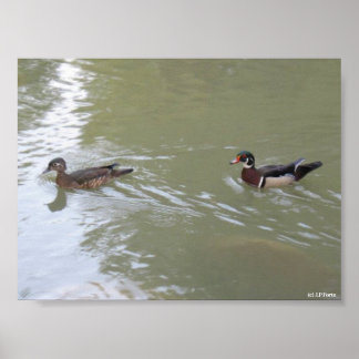 Swimming Ducks Poster