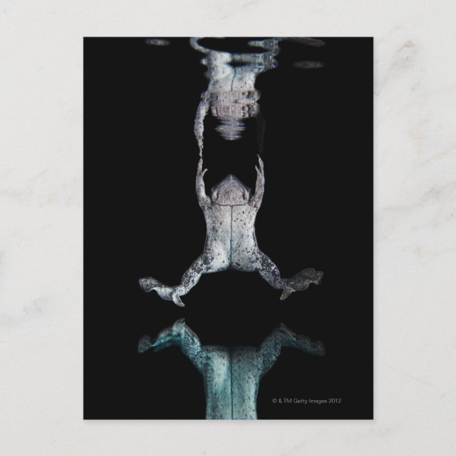 Swimming frog postcard (Front)
