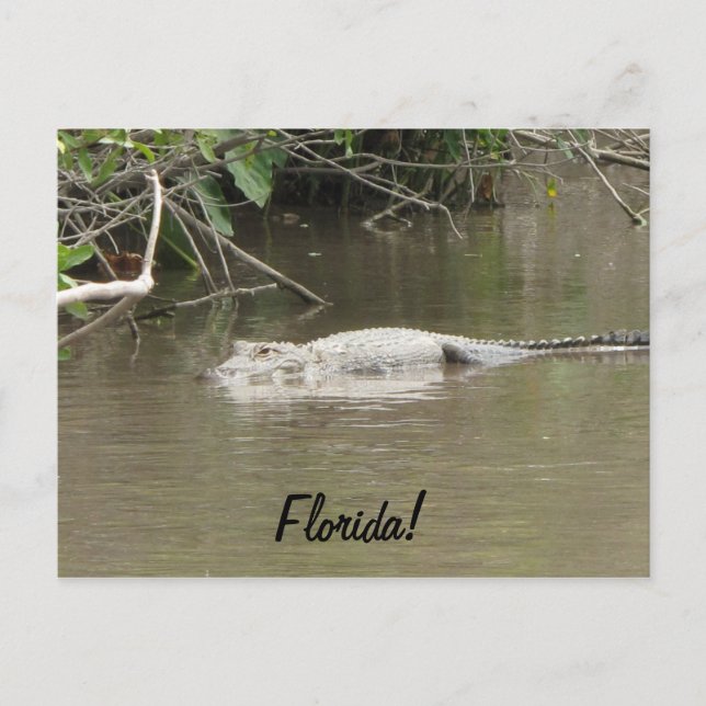 Swimming Gator Postcard (Front)