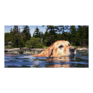 Swimming Golden Retriever - Photo Card