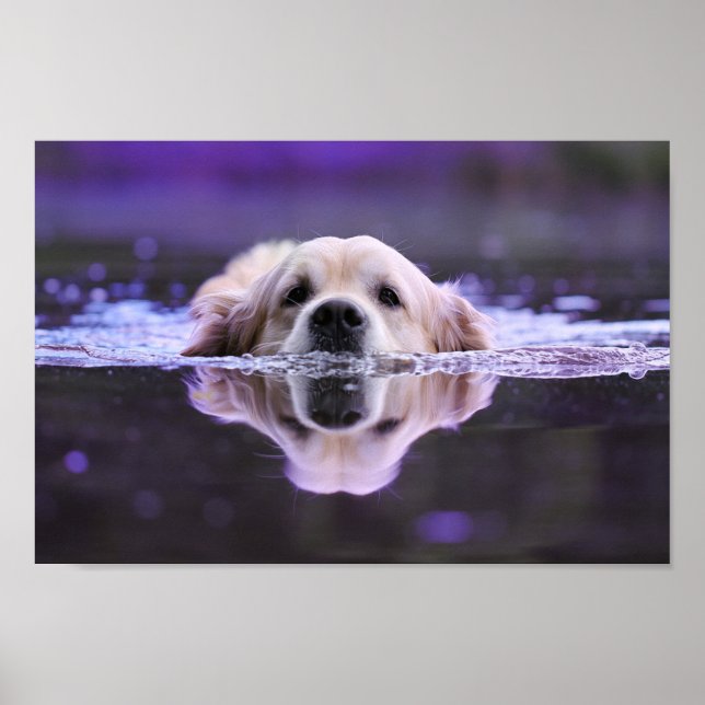 Swimming Golden Retriever Poster (Front)