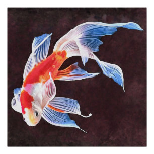 Swimming Goldfish Realistic Fine Art Poster