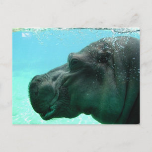 Swimming Hippo Postcard