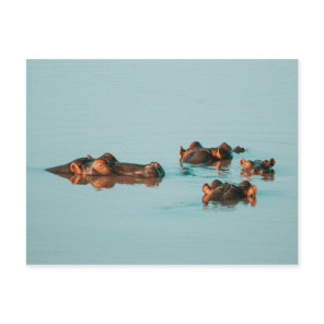 SWIMMING HIPPOS POSTCARD