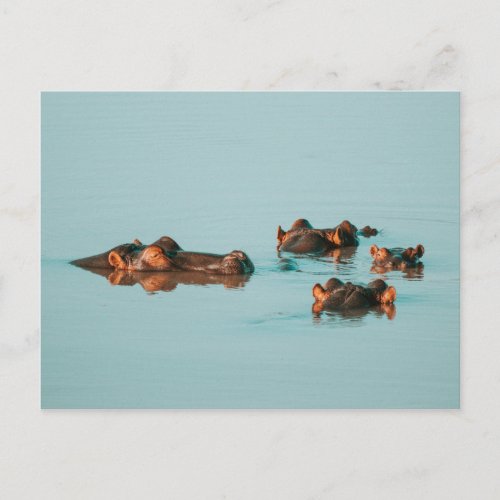 SWIMMING HIPPOS POSTCARD