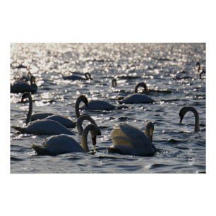 Swimming in a group on the water with sparkling z poster